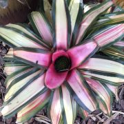bromeliad-2