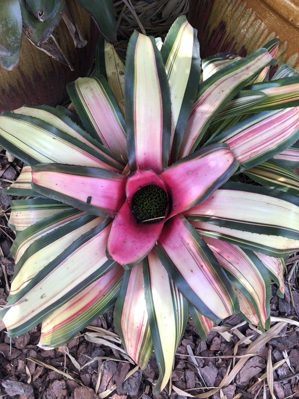 Bromeliad - Image 4