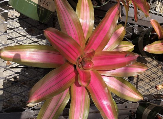 bromeliad
