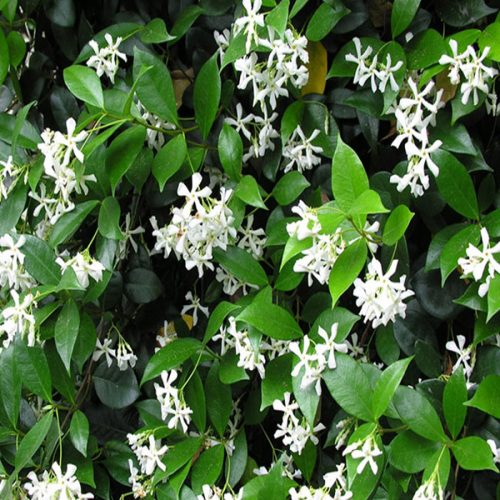 Confederate Jasmine