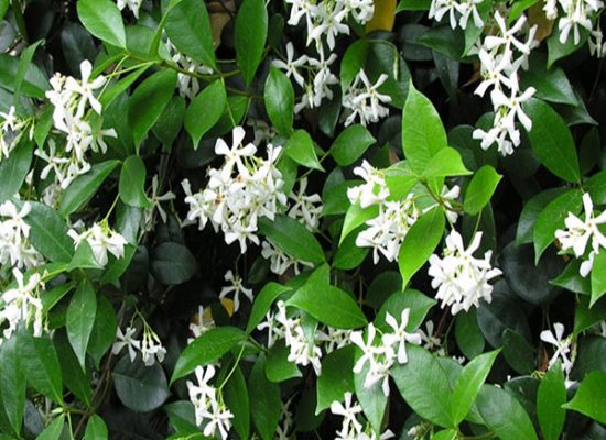 confederate jasmine