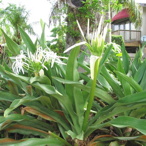 Crinum Lily