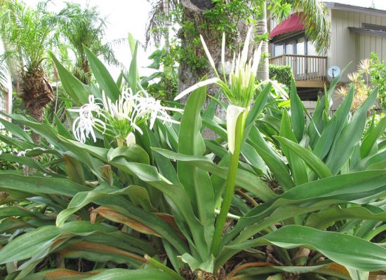 crinum lily