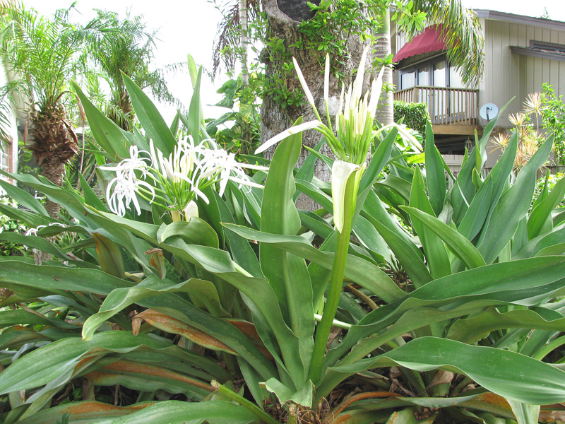 Crinum Lily