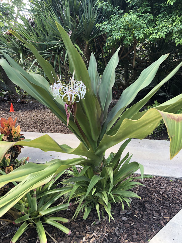 Crinum Lily - Image 4