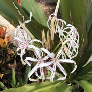 crinum lily flowers-1