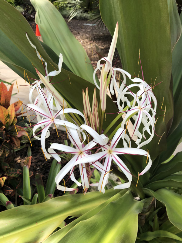 Crinum Lily - Image 3