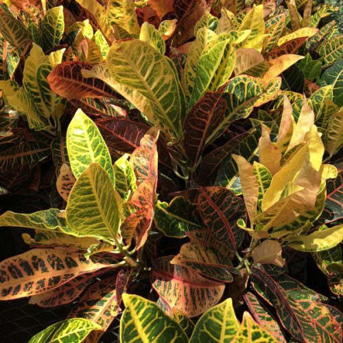 Croton