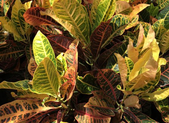 croton