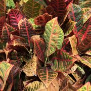 croton close up-1
