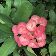 crown of thorns close up