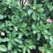 crown up thorns-large