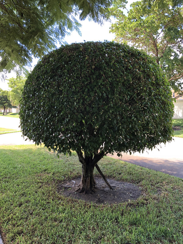 Ficus - Image 3