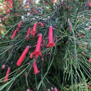 firecracker close up-1