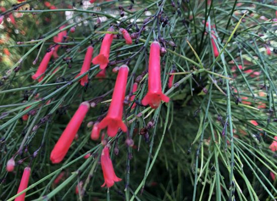 firecracker close up-1