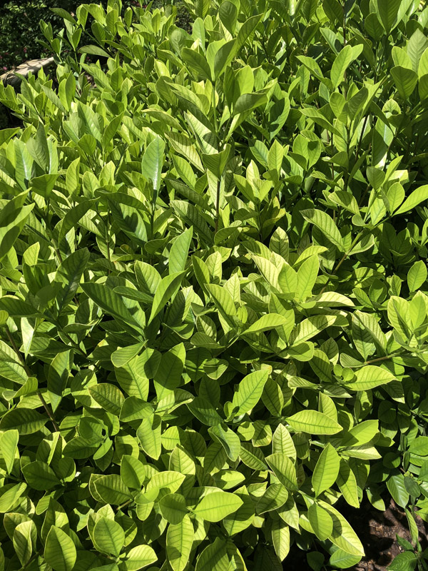 Gardenia Plant - Image 4