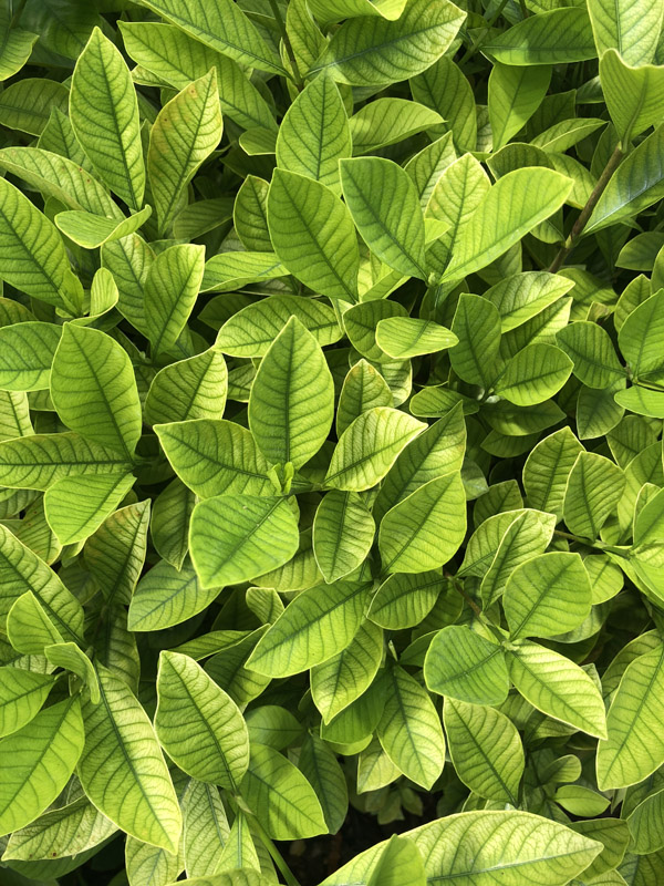 Gardenia Plant - Image 3