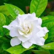 gardenia plant