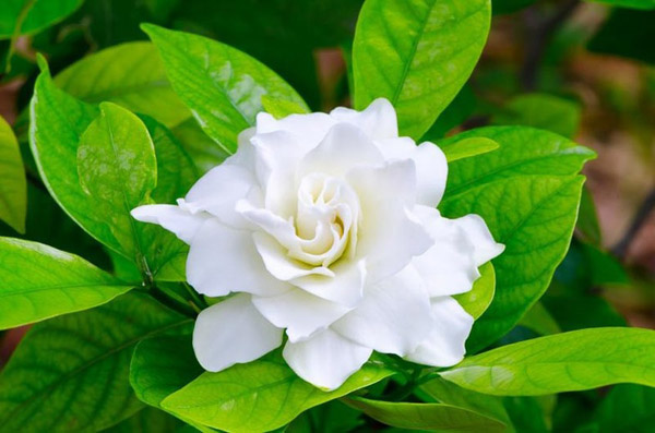 Gardenia Plant - Image 2