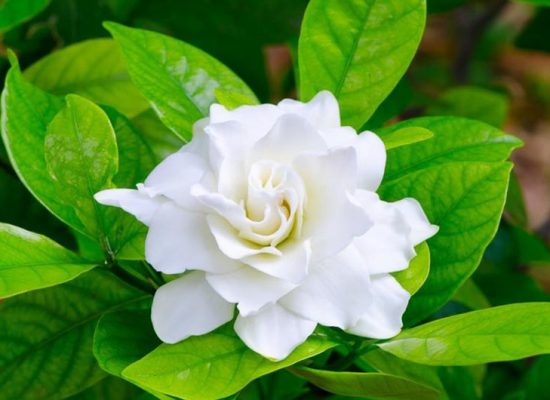gardenia plant