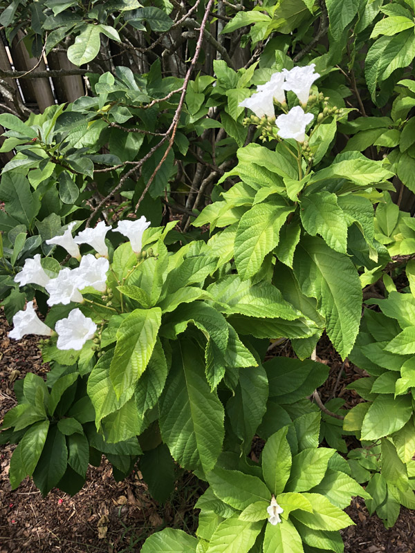 Geiger Tree - Image 3