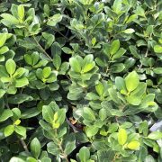 green island ficus group