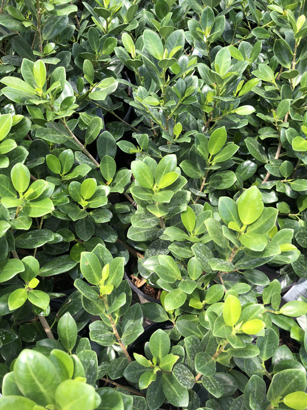 Green Island Ficus - Image 2