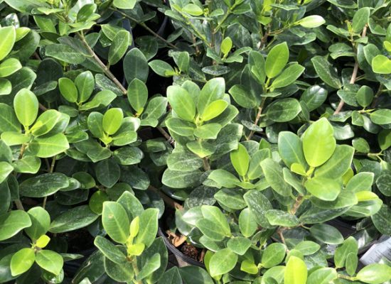 green island ficus group