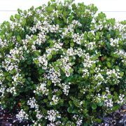 indian hathorn in bloom