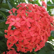 ixora flower