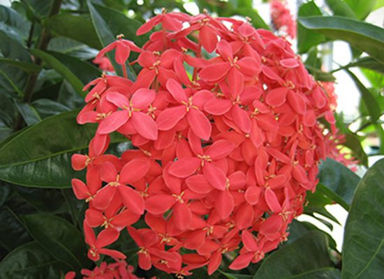ixora flower