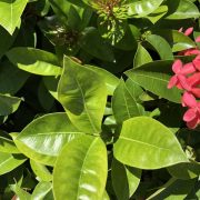 ixora leaf
