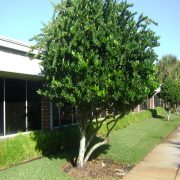 ligustrum resized
