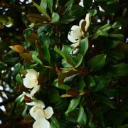 Flower, fruits and foliage of Magnolia grandiflora (Southern mag
