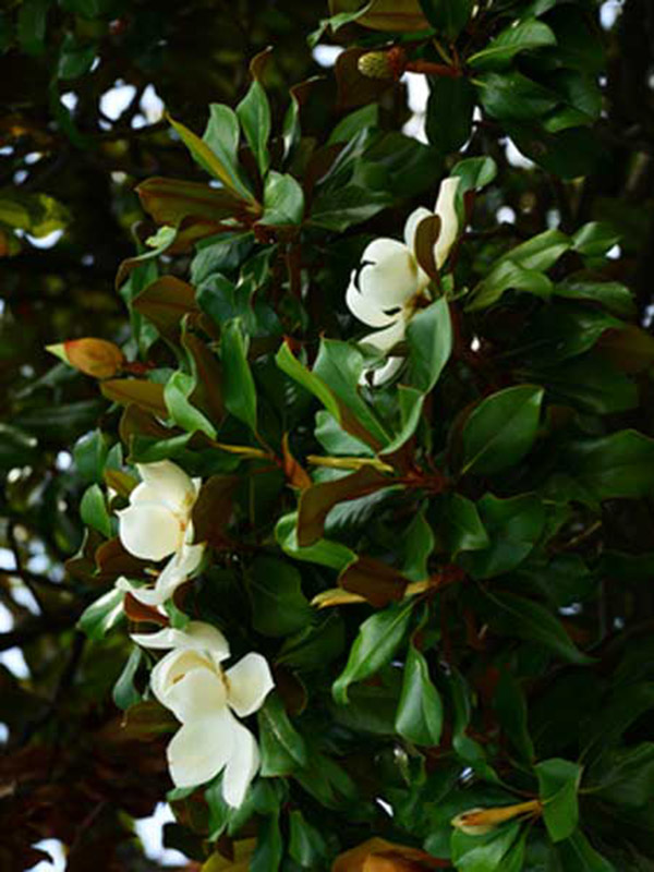 Magnolia - Image 3