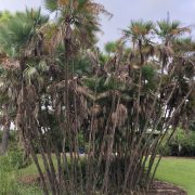 paurotis palm-1