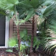 paurotis palm Jouvenille