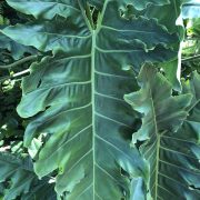 philodendrun close up