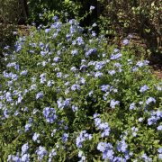 plumbago-1