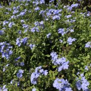 plumbago --3