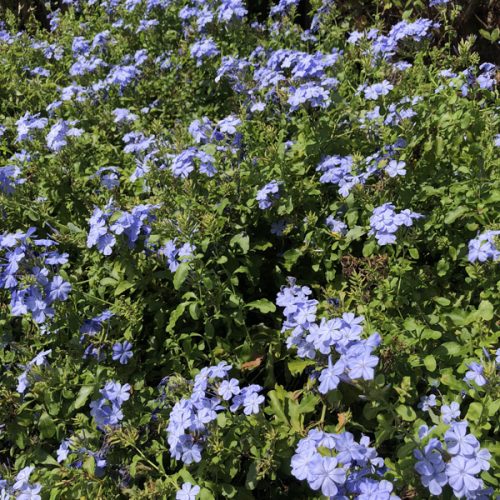 Plumbago