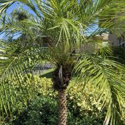 pygmy date palm -1