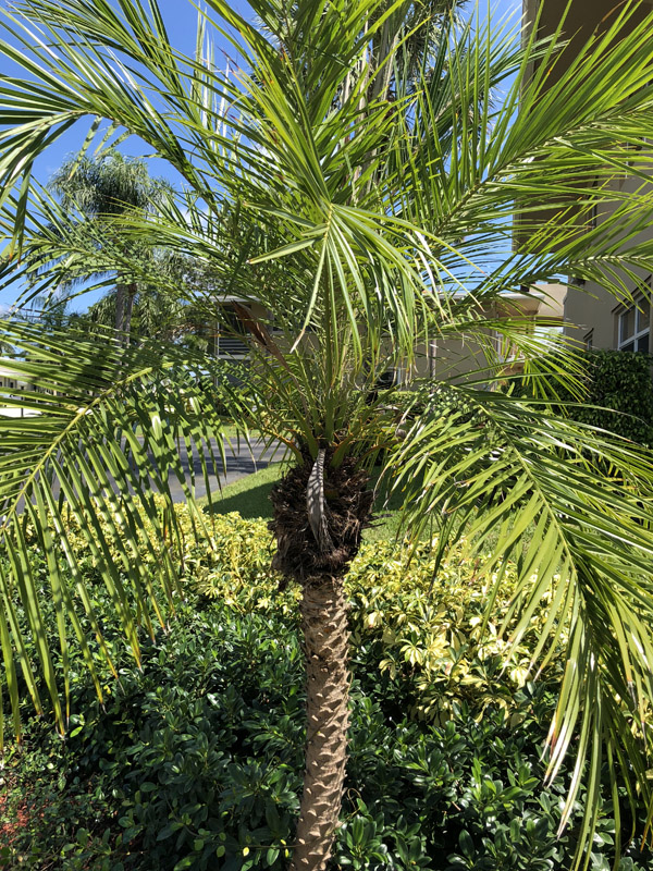 Pygmy Date Palm - Image 3