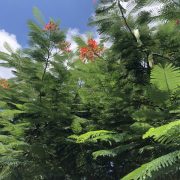 royal poinciana- 1