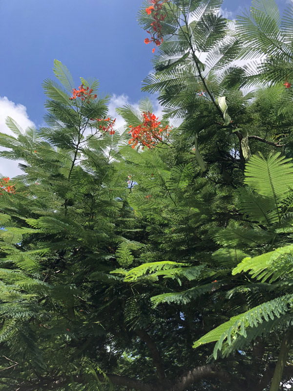 Royal Poinciana - Image 4