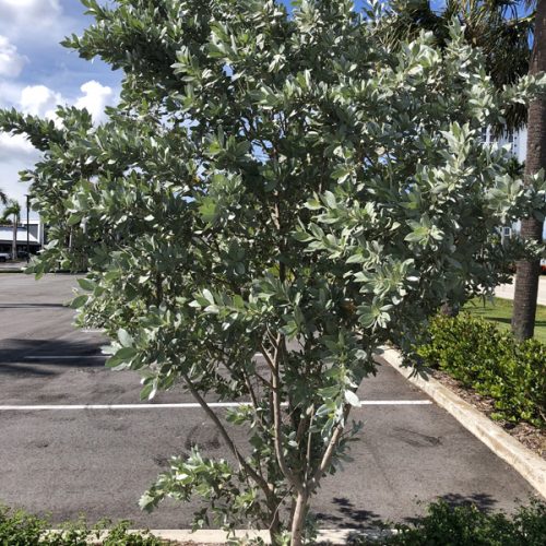 Silver/Green Buttonwood