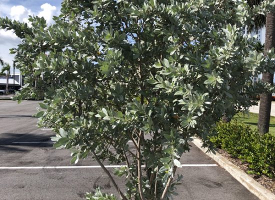 silver buttonwood