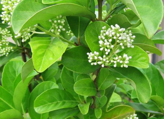 viburnum odoratissimum