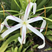 Crinum Lily Flower