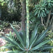 agave blooming